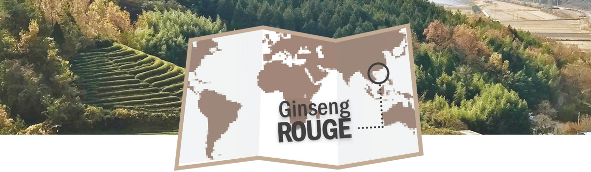 Ginseng rouge